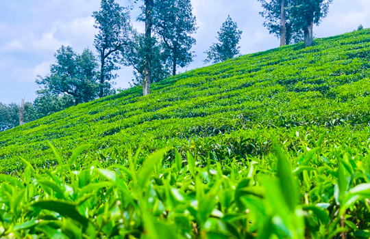 Coffee and Tea Estates